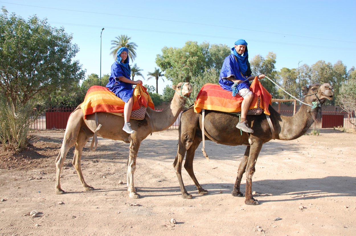 Camel palmeraie - Morocco By Marrakech
