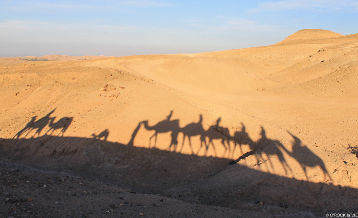 Dromadaire dans le désert d’Agafay