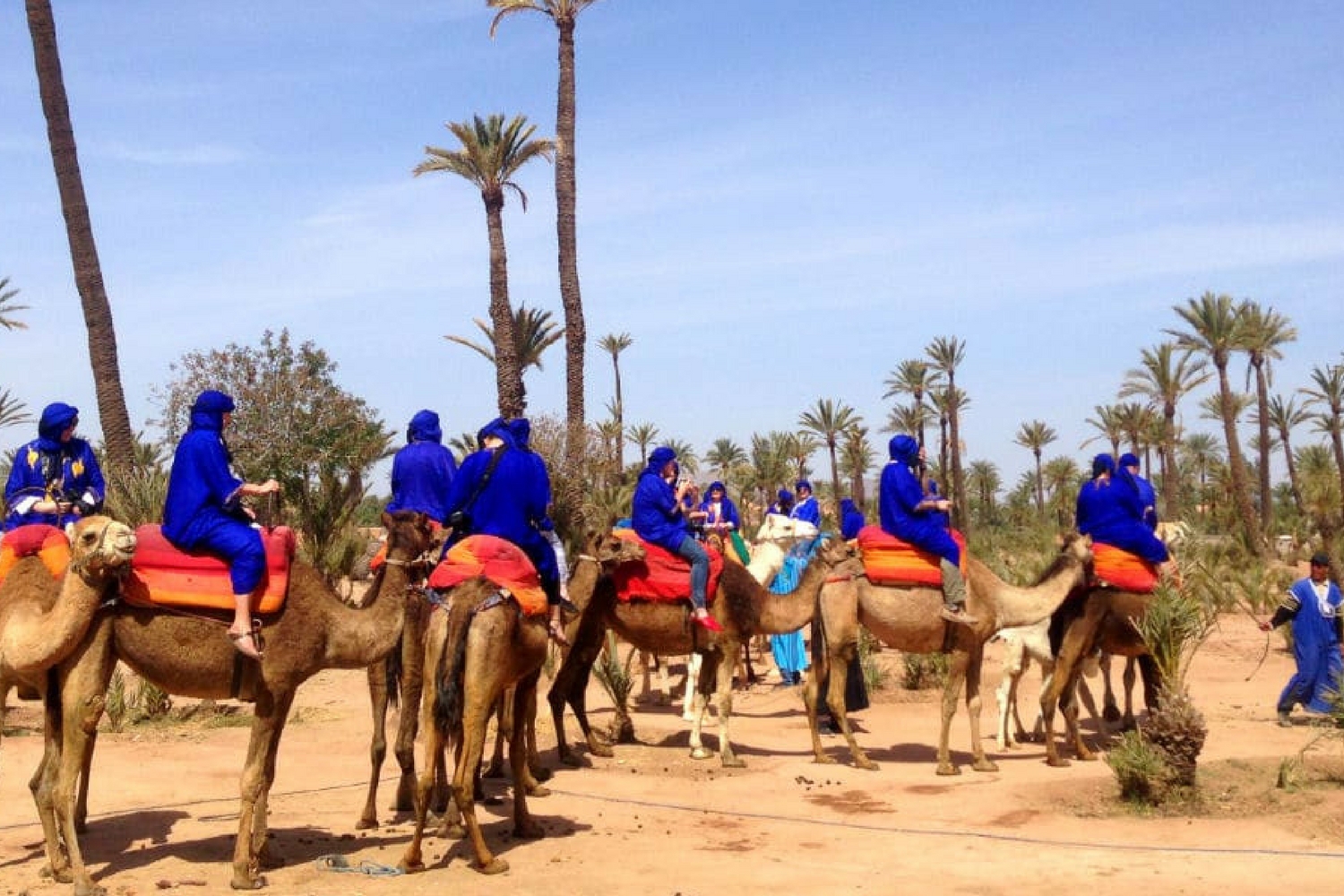 Palmeraie chameau - Morocco By Marrakech