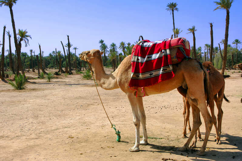 Dromedary in the Agafay Desert - Morocco By Marrakech