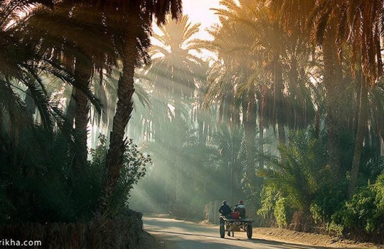 Visite privée de la palmeraie de Marrakech - Morocco By Marrakech